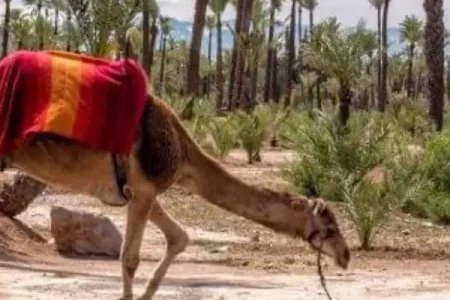 Marrakech en famille : les meilleures activités avec des enfants